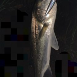 上げ潮でシーバス