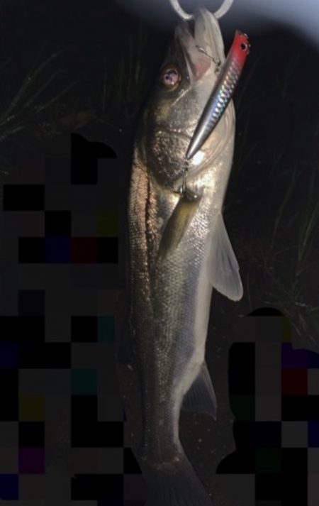 上げ潮でシーバス