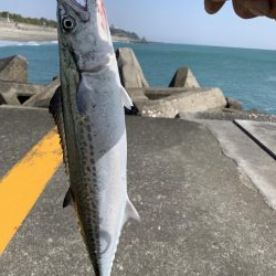 サゴシ入れ食い