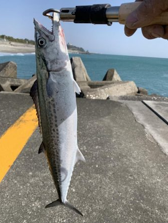 サゴシ入れ食い