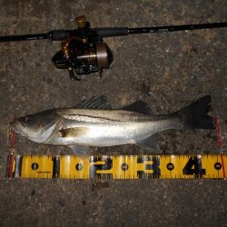 ベイトはイワシ。