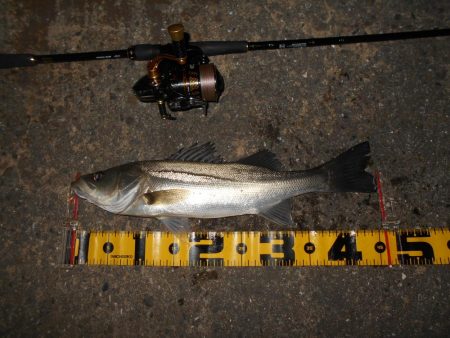 ベイトはイワシ。