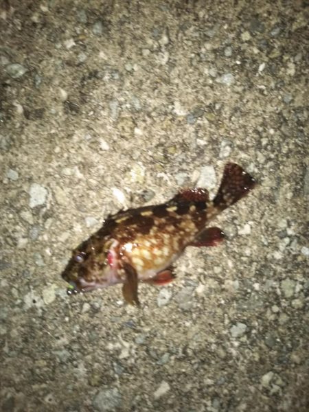 今宵もガシリング