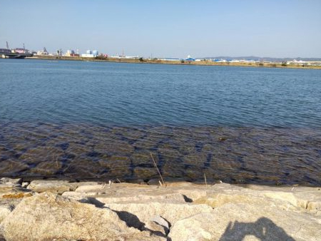 フラットフィッシュゲームNo.8