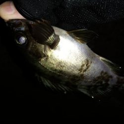 先週末に引き続き