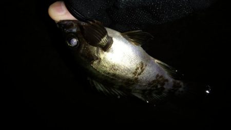 先週末に引き続き