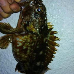 冬の根魚調査14