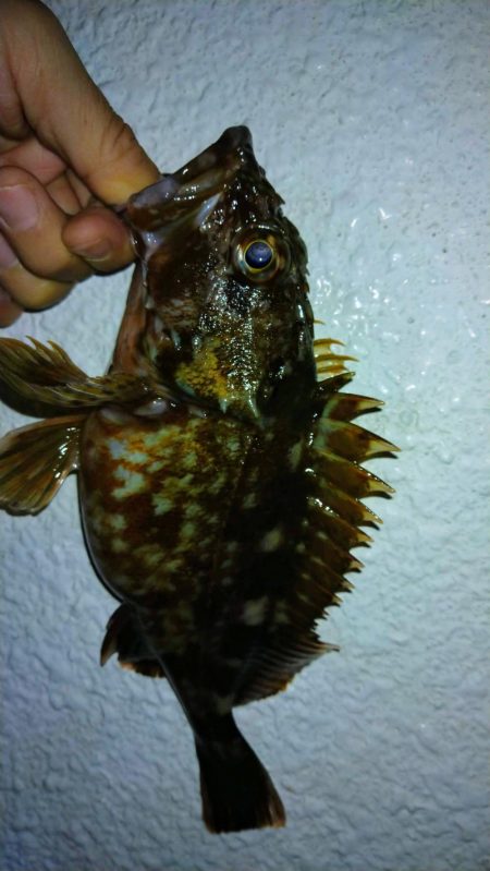 冬の根魚調査14