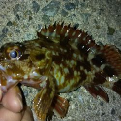 冬の根魚調査15