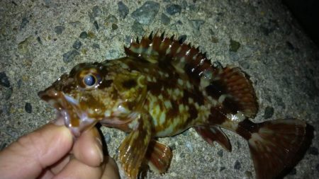 冬の根魚調査15