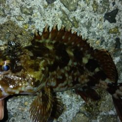 冬の根魚調査１６