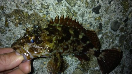 冬の根魚調査１６