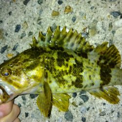 冬の根魚調査17