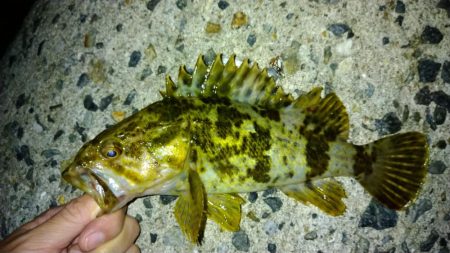 冬の根魚調査17