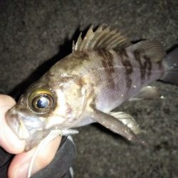 久しぶりのメバリング