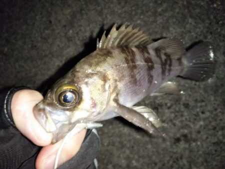 久しぶりのメバリング