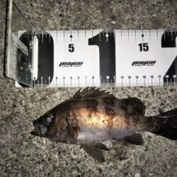 トゥィッチに好反応