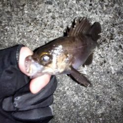 フロートリグのメバリング