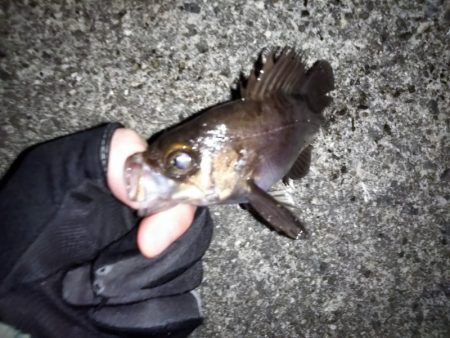 フロートリグのメバリング