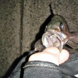 フロートリグでメバリング