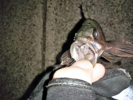 フロートリグでメバリング