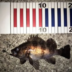 今日もフロートリグのメバリング