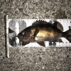 トップウォーターでメバル