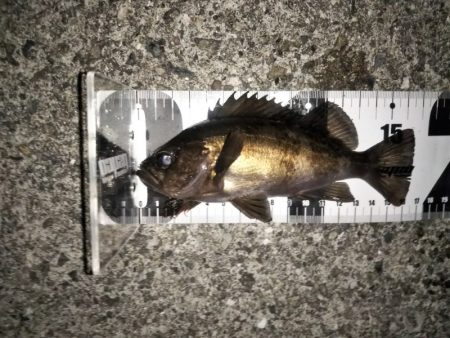 トップウォーターでメバル