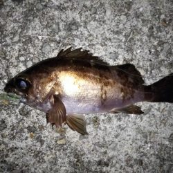 トップでメバルⅡ