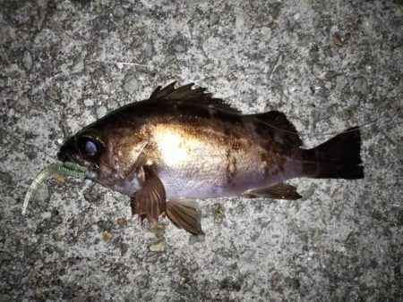 トップでメバルⅡ