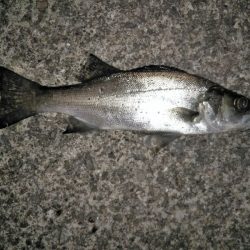 フロートリグでメバリング