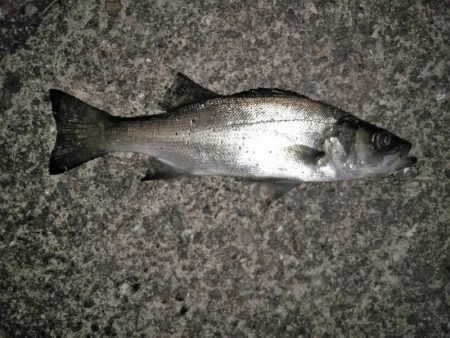 フロートリグでメバリング