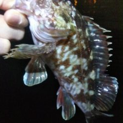 タケノコ1  ガシラ7