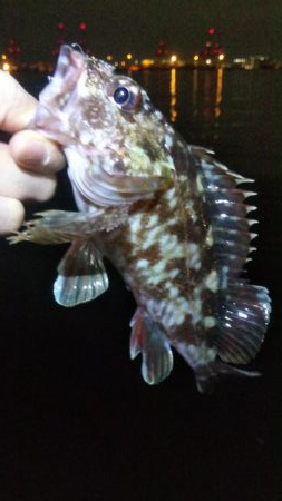 タケノコ1  ガシラ7