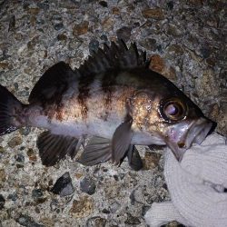 メバリング好調