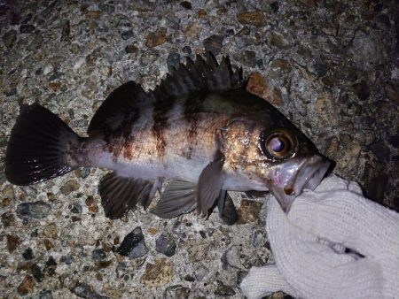 メバリング好調