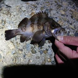 好条件下のメバリング