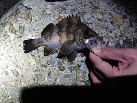 好条件下のメバリング