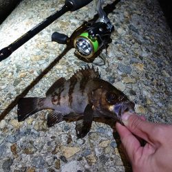 メバルグッドサイズ