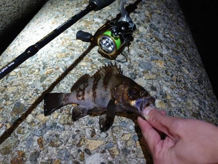 メバルグッドサイズ