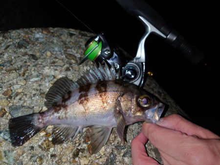 やっぱりメバル