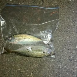 爆風の後貴重なアジ