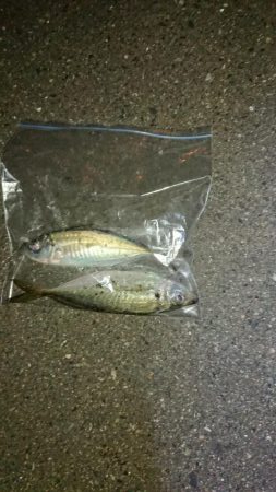 爆風の後貴重なアジ