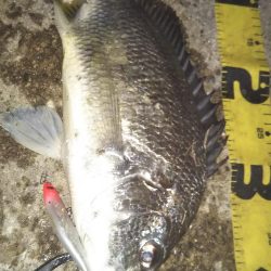 ぶらシーバス!!