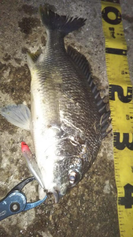 ぶらシーバス!!