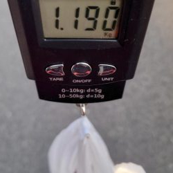 タコ初のキロアップ