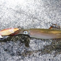 ヤリイカポツポツ