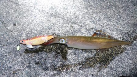 ヤリイカポツポツ