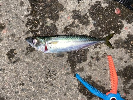 サビキとライトゲームで五目