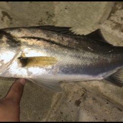 ヒラメ&シーバス